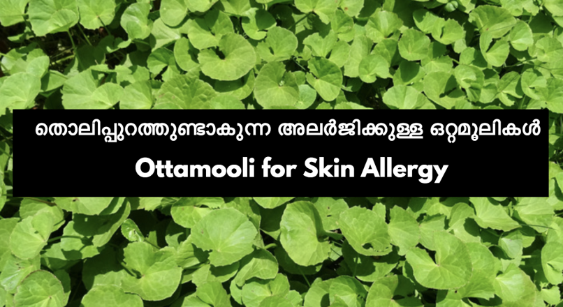Skin allergy – തൊലിപ്പുറത്തുണ്ടാകുന്ന അലർജി  – Ottamooli for Skin Allergy