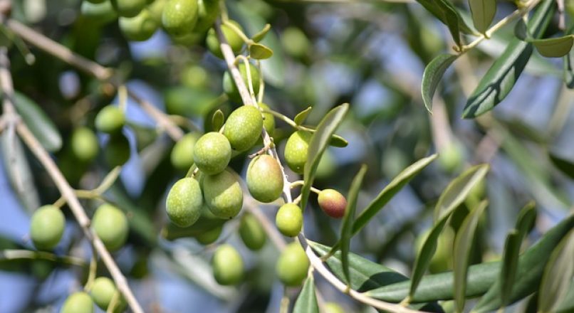 Olive benefits and details – ഒലിവീന്റെ ഗുണങ്ങൾ