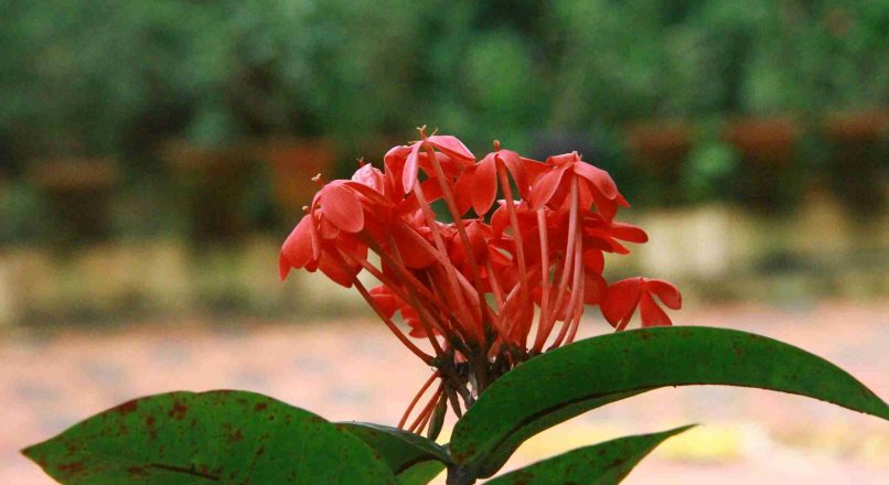 Benefits of Thechi Flower – തെച്ചിയുടെ ഗുണങ്ങൾ – Thechiyudea Gunangal