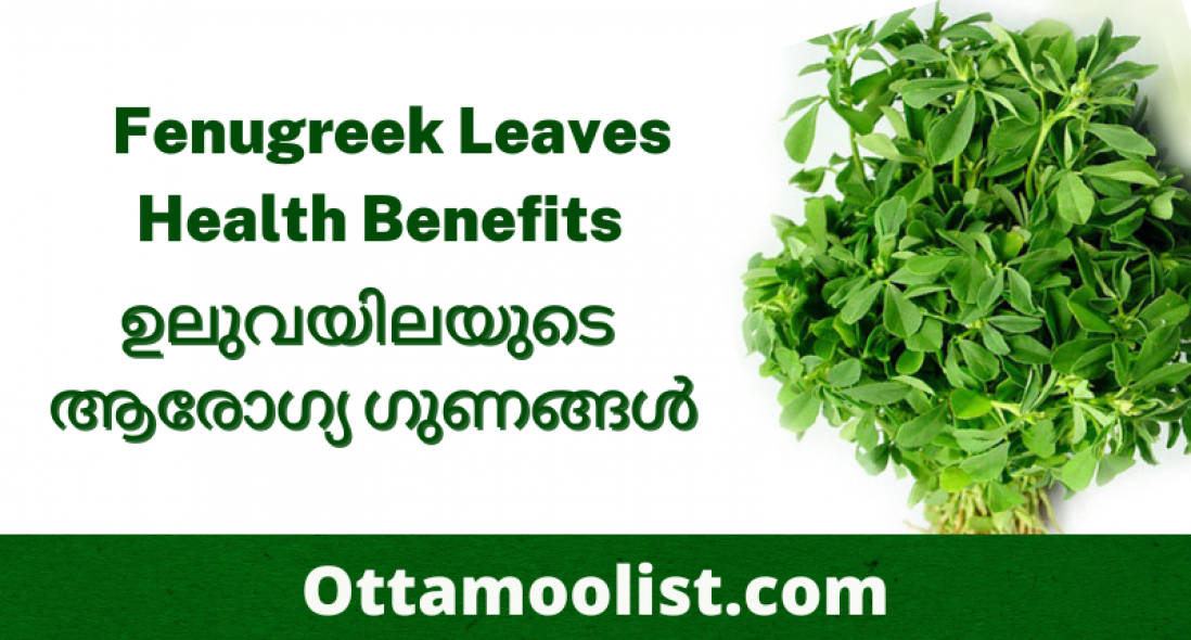 Fenugreek Leaves Health Benefits – ഉലുവയിലയുടെ ആരോഗ്യ ഗുണങ്ങൾ – Uluva Cheerayude Gunangal