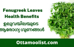 Fenugreek Leaves Health Benefits – ഉലുവയിലയുടെ ആരോഗ്യ ഗുണങ്ങൾ – Uluva Cheerayude Gunangal