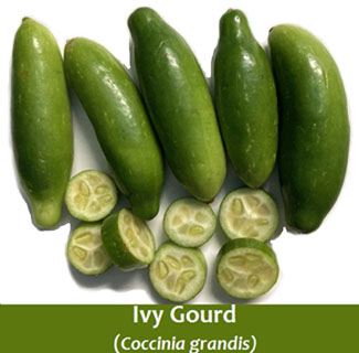 Health Benefits of Ivy Gourd